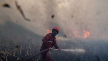BRIN Bikin Pemadam Kebakaran Hutan dari Singkong, Diklaim Lebih Ampuh dari Air