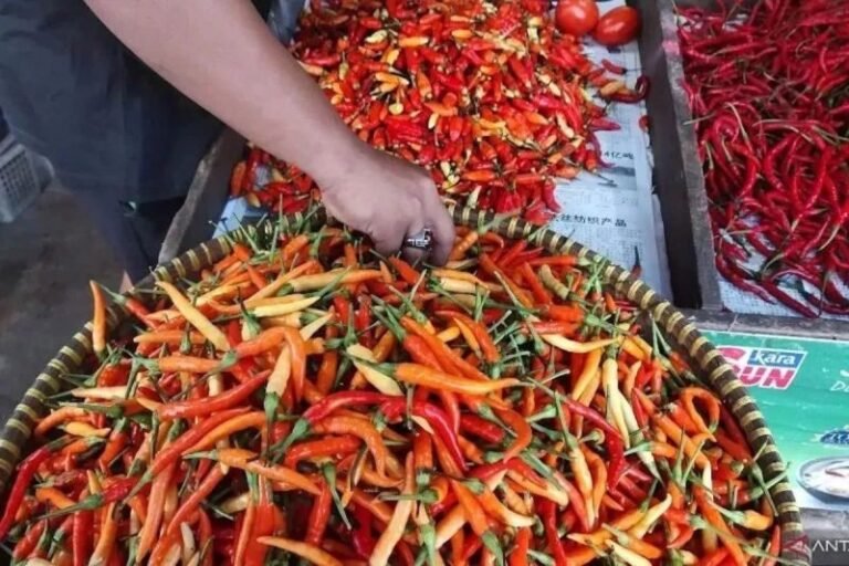 Harga Cabai Rawit Tembus Rp114.000/kg, Daging Sapi Kualitas I Capai Rp151.250/kg