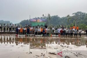 Metode Tanam PM-AAS Terbukti Gandakan Hasil Panen Padi di Bengkulu