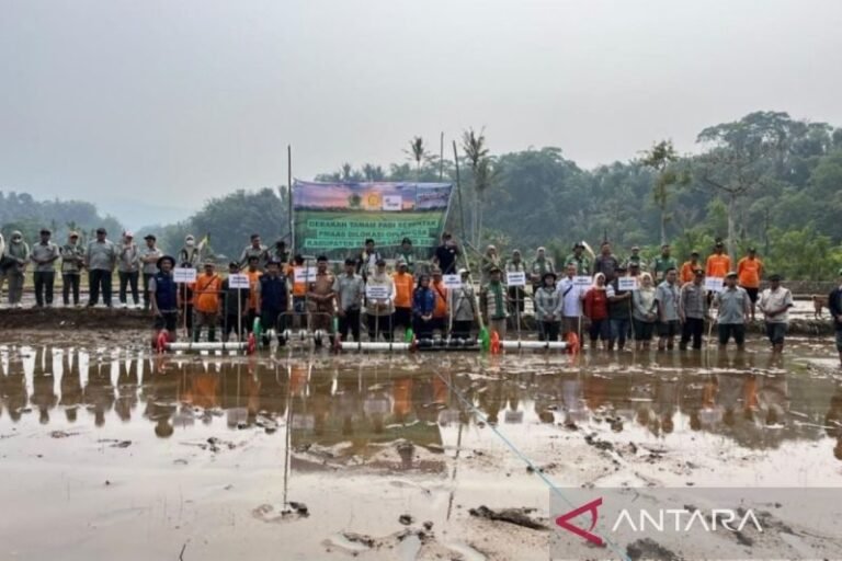 Metode Tanam PM-AAS Terbukti Gandakan Hasil Panen Padi di Bengkulu